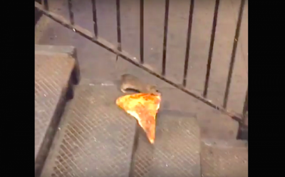 new-york-city-rat-taking-pizza-home-on-the-subway