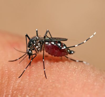 تب دانگ نوعی بیماری است که از طریق پشه‌ها منتقل می‌شود و در مناطق گرمسیری و نیمه‌گرمسیری جهان رخ می‌دهد
