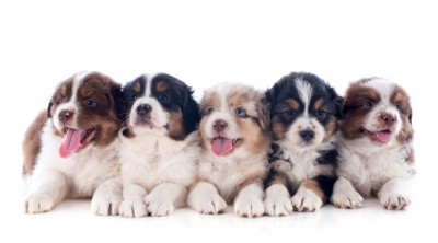 این ۷ توله خبرساز در روز ۱۰ ماه ژوئیه سال جاری یعنی دقیقا ۵ ماه پیش، از تلقیح ۱۹ تخم لقاح یافته آزمایشگاهی در مرحله تقسیم سلولی، به دست آمدند و دیروز خبر ورودشان در مجله ساینس وان کتابخانه عمومی آمریکا با نوید دستاوردهای مهم برای ارتقا سلامت گونه های جانوری منتشر شد.